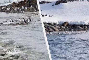 Взлетают в воздух, как ракеты: полярники показали уникальные кадры из жизни пингвинов