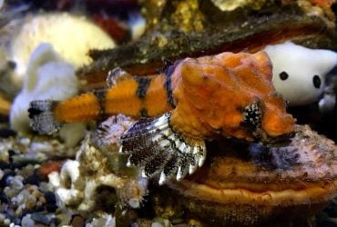 Ученые раскрыли тайну странной рыбы с дырой в голове, которая обитает в Америке