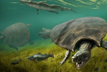 Панцирь больше человека: что известно о самой большой пресноводной черепахе в истории