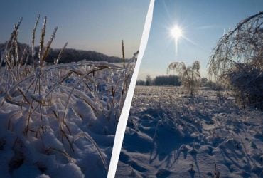 Аномальная погода возле Чернобыля стала испытанием для диких животных  (фото)