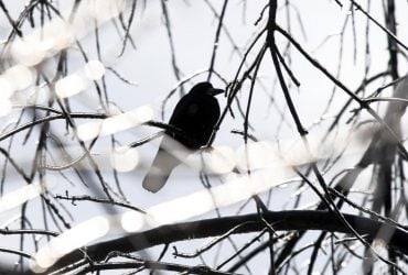 Перед вихідними потепління в Києві не буде