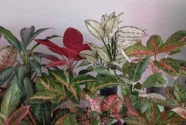 Красиві кімнатні рослини, які прикрасять будинок: експерти назвали 5 варіантів