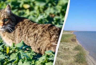 На Одещині дослідник спіймав на фото рідкісну тварину, що є майстром маскування