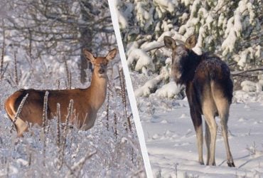 Біля Чорнобиля зафіксували господарів засніжених хащів: що це за тварини (фото)