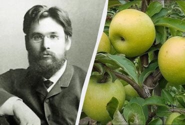 Самые популярные яблоки в Украине: как появился сорт Симиренко и чем он особенный