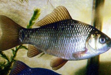 Эта рыба может жить без кислорода несколько месяцев: биолог рассказал, как ей это удается