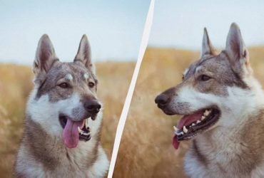 Хто сильніший - вовкодав чи звичайний собака: як з'явилися вбивці вовків