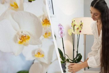 Нет цветов: что делать, если орхидея ушла в покой