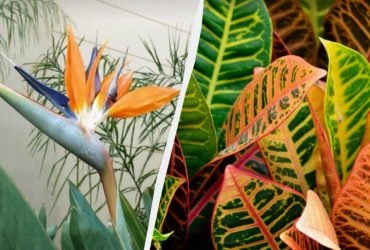 Які рослини не варто вирощувати у квартирі: експерти назвали 7 проблемних вазонів