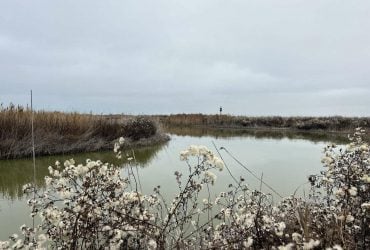 В Одесской области зафиксировали крики птиц, приходящих в себя после пролета Шахедов (видео)