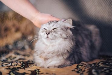 Чому коти люблять, коли їм чешуть щоки: ветеринари назвали 4 причини