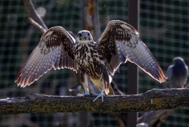 В степи Одесской области появился один из самых быстрых хищных птиц Евразии