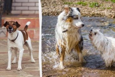 Що робити, якщо ваш собака гавкає на інших собак: кінолог дала дієві поради