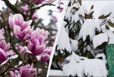 Як зберегти магнолію взимку: 6 порад, щоб квіти не замерзли
