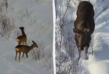 Бродят по лесам без паспортов: пограничники показали, каких гостей зафиксировали в снегу