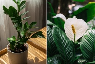 Яку рослину найпростіше вирощувати вдома: легкі та красиві кімнатні варіанти