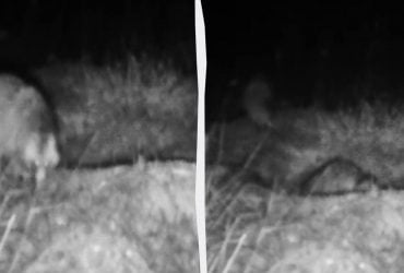 Умеет притворяться мертвой: в Одесской области поймали любопытное животное (видео)