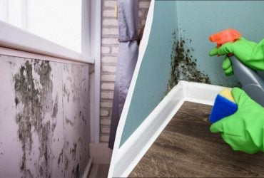 Копеечное средство убивает плесень за 1 час: можно применять в ванной и на стенах