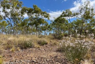 Исследователи обнаружили растение, которое считалось исчезнувшим: что известно