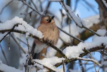 20 января температура в Киеве поднимется до -8°