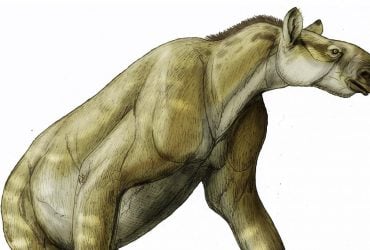 Голова лошади и когти как у ленивца: биолог рассказал о странном животном миоцена