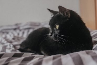 Почему кот сидит на предметах, которыми пользуется хозяин: ветеринары назвали 4 причины