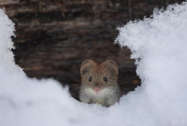 В Киев идет долгожданное потепление (график)