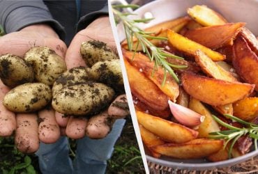 Названы 6 самых вкусных сортов картофеля в Украине: фермеры их обожают