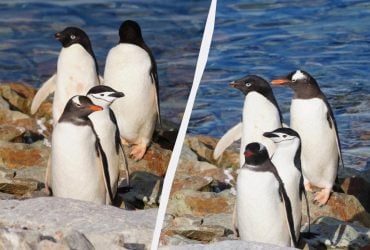 Имеют особые приметы и иногда ссорятся: полярники показали фото компании пингвинов