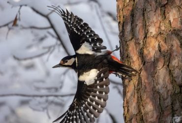 21 января температура в Киеве поднимется до -5°