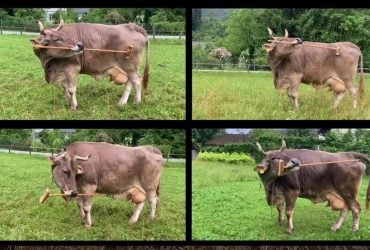 В Австрии живет слишком умная корова, которая может пользоваться инструментами