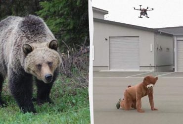 В Японії загострилась війна з ведмедями: у хід пішли дрони (відео)