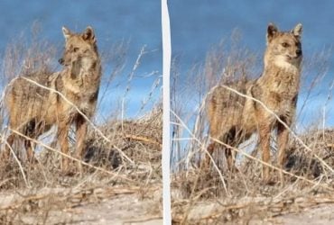 На Одещині фотопастка вполювала дуже обережного хижака (відео)