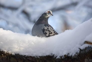 В Украину возвращается теплая европейская зима: синоптик назвала точную дату