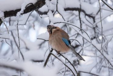 Завтра в Киеве будет самый холодный день недели, потом - потепление