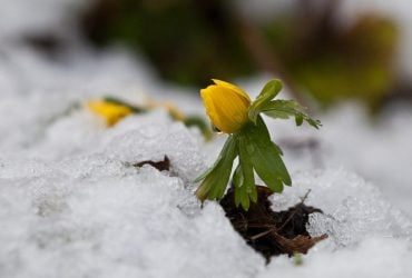 Вже цього тижня до України прийде метеорологічна весна, - синоптик