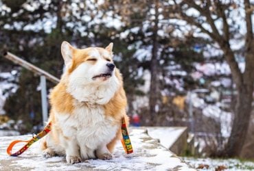 26 января в Украину придет ощутимое потепление аж до оттепели, - синоптик Диденко