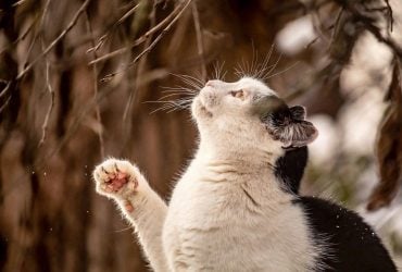 Перші весняні сигнали: синоптик заговорив про зміну погоди в Україні