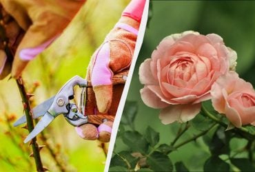 Сейчас лучшее время для черенкования роз: вот как их размножить - получится у каждого