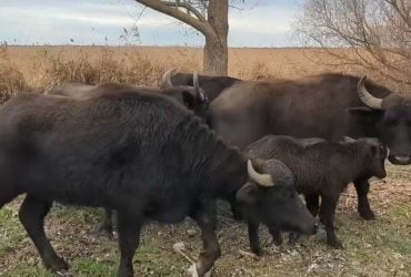 Зменшать ризик пожеж: на Одещині у дику природу випустили стадо водяних буйволів