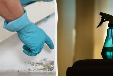 Цвіль більше не повернеться: доступний засіб врятує стіни від темних плям