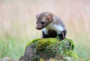 13 диких куниц выпустили в британском лесу: то, что произошло, удивило ученых