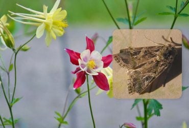 Как насекомые слушают растения, и о чем те им говорят: ученые услышали новые сигналы