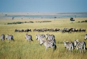 В этих 5 удивительных местах мира собираются самые большие скопления животных: что известно