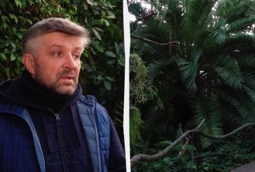 В киевском ботсаду гибнет уникальная коллекция растений из-за отсутствия отопления, - СМИ