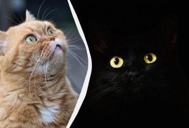 Почему кошки шипят в пустоту и что они там видят: объяснение экспертов