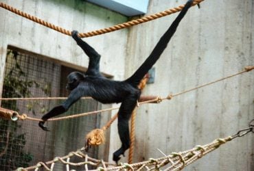 Паукообразные обезьяны делятся инсайдерской информацией для поиска лучшей еды