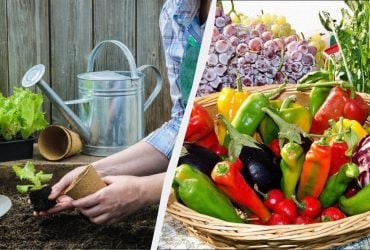 Точний посівний календар на лютий 2026: найкращі дні для висадки розсади