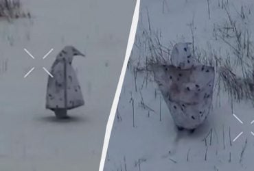 Як окупант прикинувся пінгвіном: Флеш попередив про новий спосіб маскування росіян