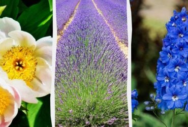 10 многолетних растений, которые не будут расти вместе, несмотря на свою красоту